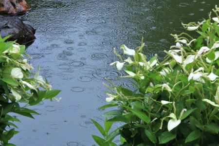 両足院の半夏生2022-2