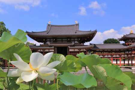 平等院の蓮2022
