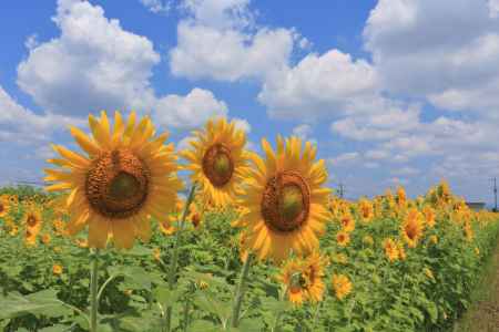 八幡市のヒマワリ2022