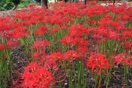 八幡市、彼岸花2022