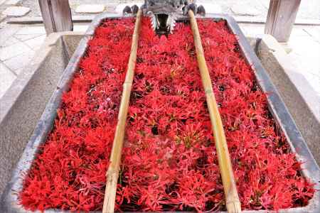 柳谷観音、彼岸花の手水2022