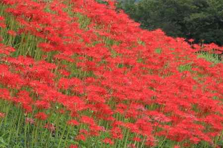 大原の彼岸花2022