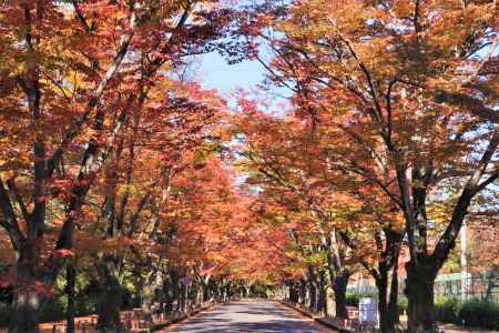 京都府立植物園前の紅葉