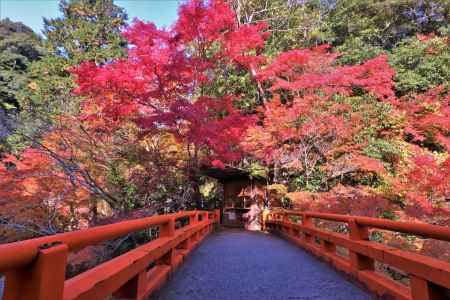 西明寺の紅葉2022