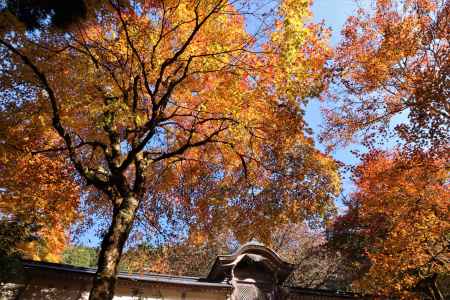 常照皇寺の紅葉2022