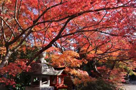 鍬山神社の紅葉2022