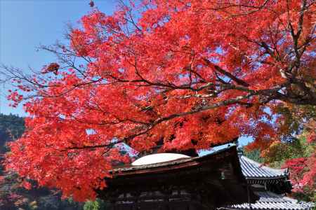 善峯寺の紅葉2022