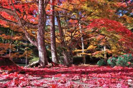 龍隠寺の紅葉2022