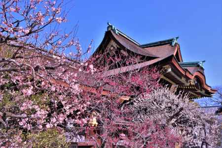 北野天満宮の梅2023