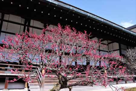 京都御所の梅2023