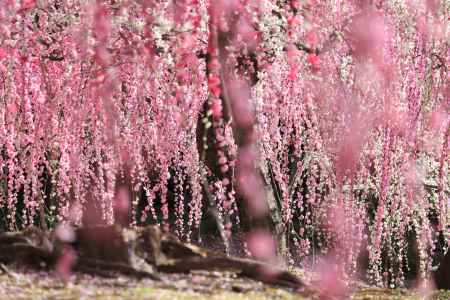 城南宮の梅2023-2