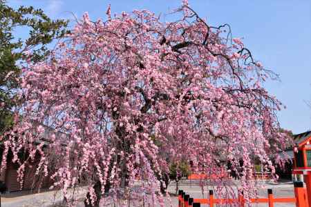 車折神社の梅2023