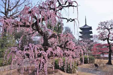 東寺の梅2023