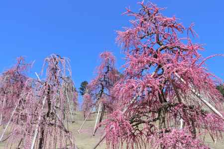 三室戸寺の梅2023