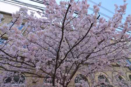 旧成徳学舎の桜2023