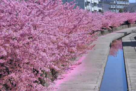 淀水路の桜2023-2