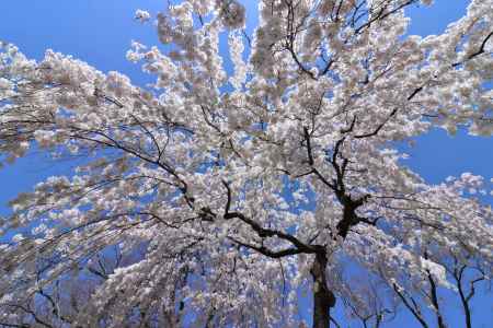 京都御苑の桜2023