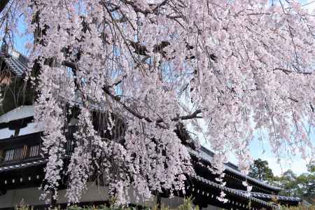 武道センターの桜