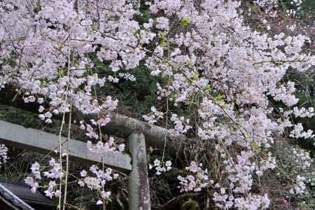 大豊神社の桜2023