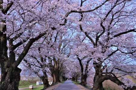 背割堤の桜2023