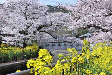 山科疎水の桜2023