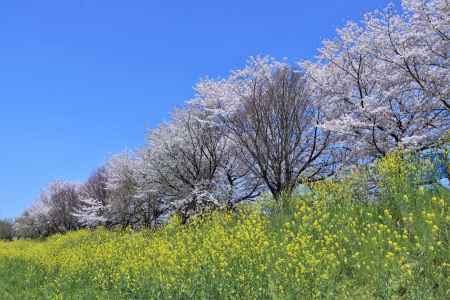 桂川沿いの桜2023