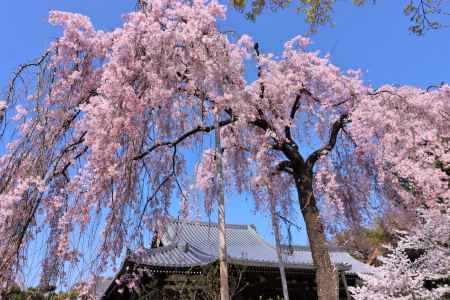 法金剛院の桜2023
