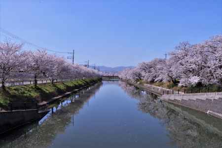 前川堤の桜2023