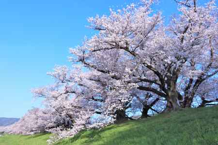 背割堤の桜2023-2