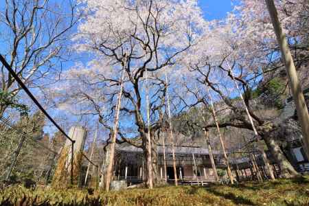 常照皇寺の桜2023