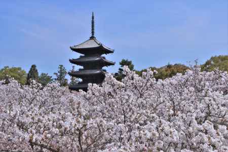 仁和寺の桜2023-1