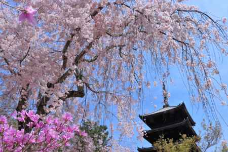 仁和寺の桜2023-2
