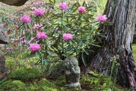 三千院の石楠花、童地蔵さんと一緒に