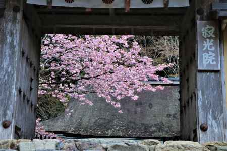 寂光院の桜2023