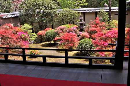 正伝永源院のツツジ2023