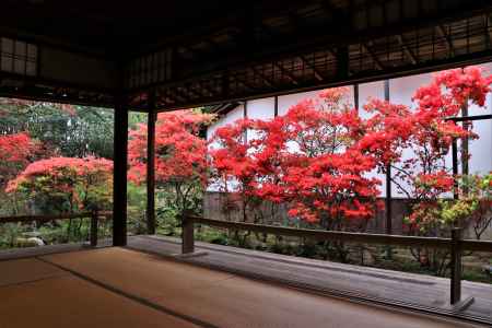 妙心寺大雄院のキリシマツツジ