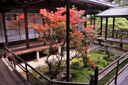 妙心寺大心院のキリシマツツジ2023