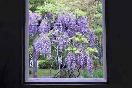 松花堂庭園の藤