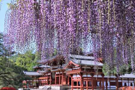 平等院の藤2023