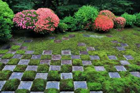 東福寺北庭のサツキ2023