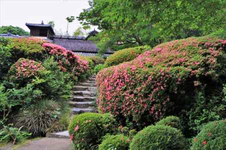 詩仙堂のサツキ2023