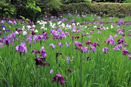 梅宮大社の花菖蒲2023