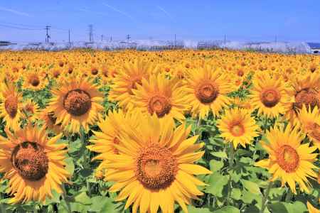 八幡の向日葵