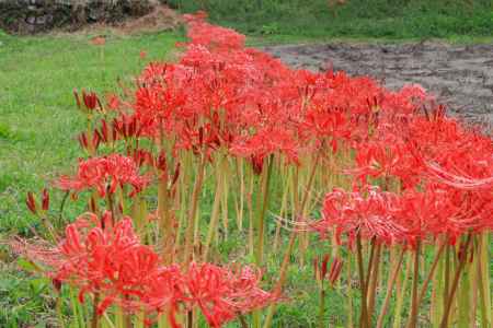 大原のヒガンバナ2023