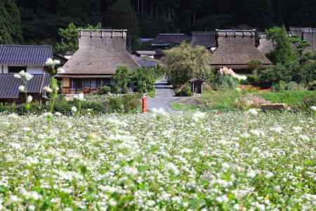 美山、そばの花