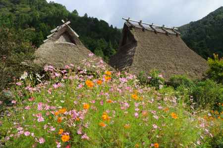 美山、コスモス満開