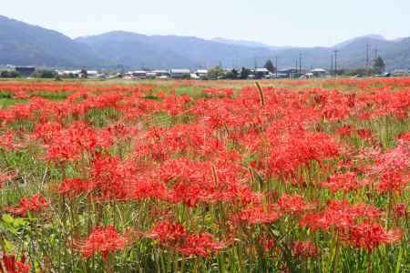 亀岡のヒガンバナ2023