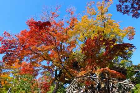 善峯寺の紅葉2023