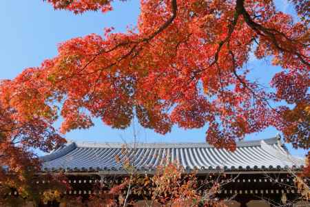金戒光明寺の紅葉2023