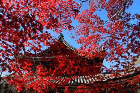 今熊野観音寺の紅葉2023。